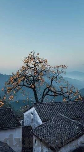 糖心vlog是干嘛的-糖心Vlog，探索日常生活的甜蜜与真实